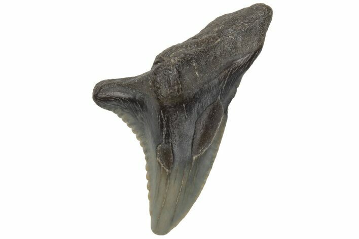 Bargain, Snaggletooth Shark (Hemipristis) Tooth #211653